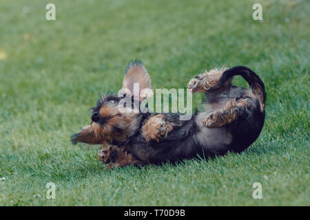 Carino femmina marrone di bassotto Foto Stock
