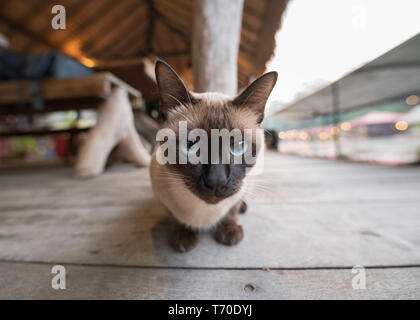 Korat domestico gatto grigio con gli occhi blu seduti sulla zattera in legno Foto Stock