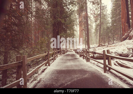 Sequoia Forest nella stagione invernale Foto Stock