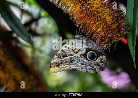 Forest farfalla civetta Foto Stock