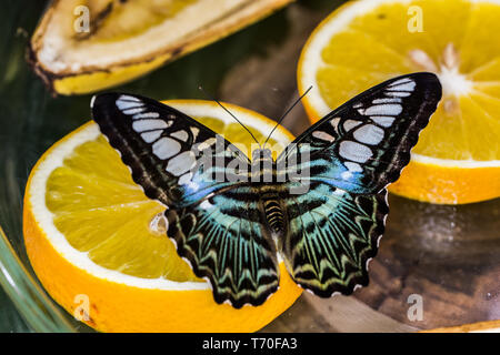 Sciarpa blu farfalla sulla orange Foto Stock