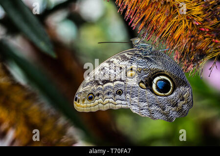 Forest farfalla civetta Foto Stock