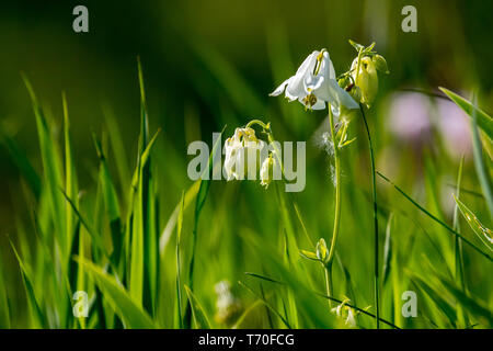 Bianco Fiori rurale in erba verde Foto Stock