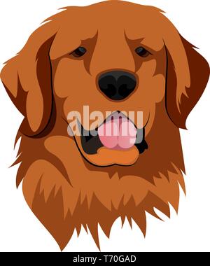 Il Golden Retriever illustrazione vettore su sfondo bianco Illustrazione Vettoriale