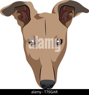 Levriero illustrazione vettore su sfondo bianco Illustrazione Vettoriale