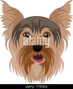 Yorkshire Terrier illustrazione vettore su sfondo bianco Illustrazione Vettoriale