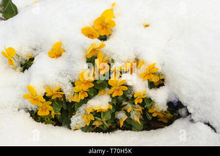 Giallo fiori viola sotto la neve fresca Foto Stock