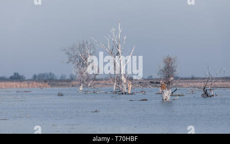 Brumoso paesaggio di Hortobagy paesaggio Foto Stock