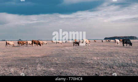 Bovini in Hortobagy National Park, Ungheria Foto Stock