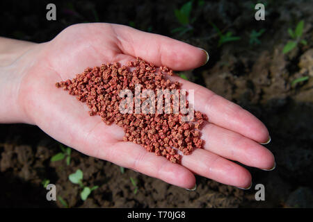 Primo piano di donne contadine che tengono a mano semi vegetali. Cumulo di semi di radice di barbabietola. Agricoltura, coltivazione vegetale, produzione alimentare Foto Stock