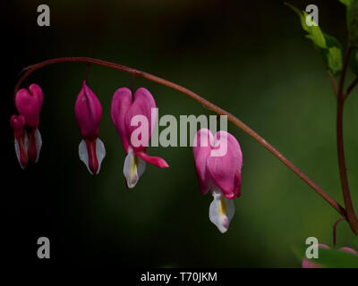 Close up di sanguinamento-cuore, Lamprocapnos spectabilis, lira-fiore, Lady-in-un-bagno Foto Stock