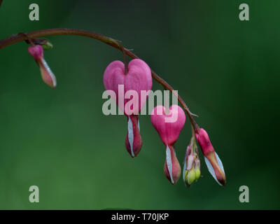 Close up di sanguinamento-cuore, Lamprocapnos spectabilis, lira-fiore, Lady-in-un-bagno Foto Stock