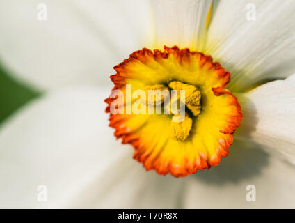 Una ripresa macro di un fagiano's eye daffodil. Foto Stock