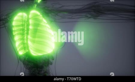 Polmoni umani esame radiologico Foto Stock