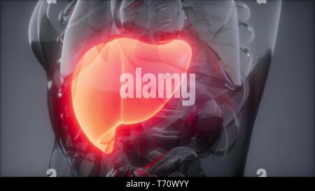 Fegato umano esame radiologico Foto Stock