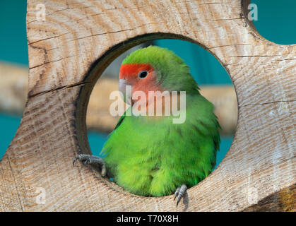 Lilian's lovebird verde pappagallo esotico uccello Foto Stock