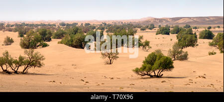 Le dune di sabbia e alberi nel deserto del Sahara Foto Stock