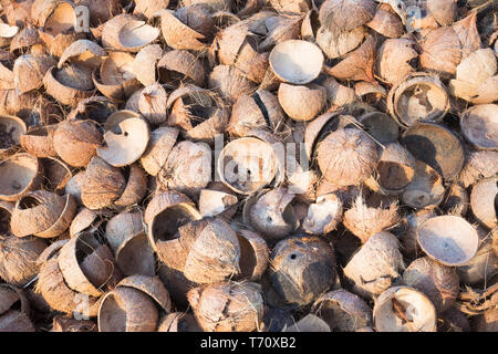 Gusci di noce di cocco, Thailandia Foto Stock