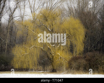 Willow Tree in inverno con nsow su di esso Foto Stock