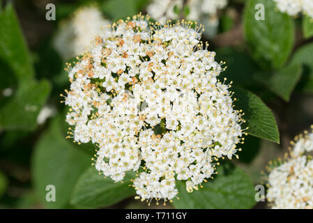 Cornus sanguinea, sanguinella, sanguinosa sanguinello fiori bianchi su ramoscello Foto Stock