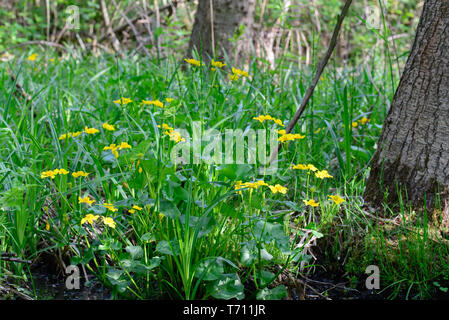 Caltha palustris, marsh-calendula, kingcup fiori gialli sulla giornata di sole Foto Stock