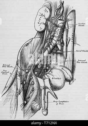 Stampa in bianco e nero che mostra una vista di profilo del maschio anatomia interna, compresa la vescica, retto, del rene e della valvola aortica, e concentrandosi su prostata il sistema linfatico con etichette indicanti le iliache esterna ed interna dei linfonodi, sacrale nodi linfatici e i linfonodi inguinali, illustrato da Henry Vandyke Carter e pubblicato in Henry Gray's Medical volume 'Anatomia, descrittivo e chirurgico di', 1860. La cortesia Internet Archive. () Foto Stock