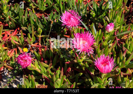 uña de gato planta en flor Foto Stock