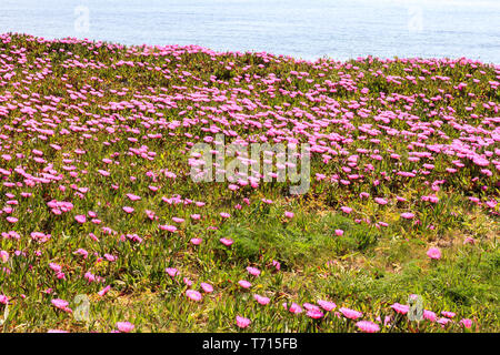 uña de gato planta en flor Foto Stock