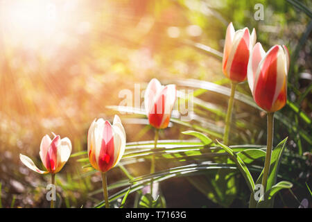 Rosso-bianco-giallo Tulipa "Autorità" ai raggi del suns nel giardino in una soleggiata giornata di primavera Foto Stock