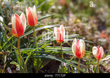 Rosso-bianco-giallo Tulipa "Autorità" ai raggi del suns nel giardino in una soleggiata giornata di primavera Foto Stock