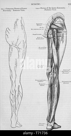 Illustrata vista posteriore dei nervi cutanea di una gamba destra, dal libro "Anatomia, descrittivo e l' intervento chirurgico da Henry Gray, Henry Vandyke Carter e John Guise Westmacott, 1860. La cortesia Internet Archive. () Foto Stock