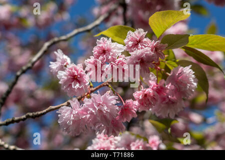 Fiore di Ciliegio vicino Bornholmer street a Berlino Foto Stock
