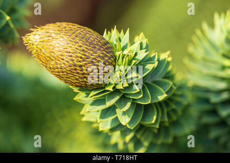 Araucaria Araucana - Monkey Puzzle tree. Maschio singolo frutto. Questo è il cosiddetto albero di fossili. Foto Stock