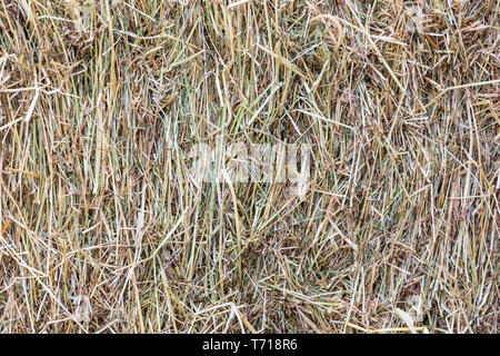 Per balle di fieno - close up Foto Stock