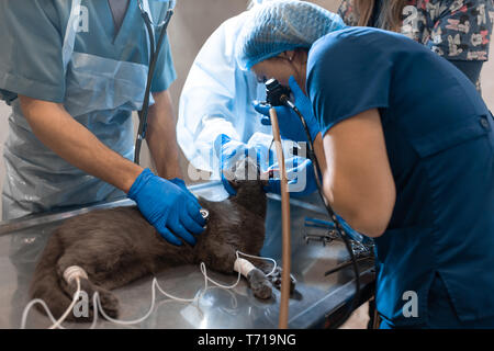 Il pet chirurghi team ne rendono difficile il funzionamento. Gatto sotto anestesia generale sul tavolo operatorio. Foto Stock