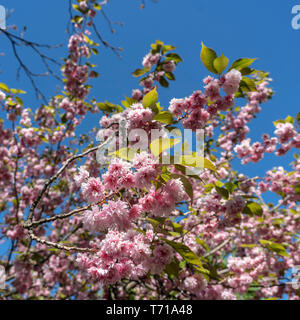 Fiore di Ciliegio vicino Bornholmer street a Berlino Foto Stock