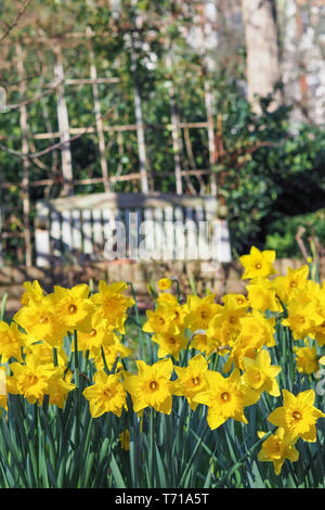 Bellissimi fiori di giallo Giunchiglie in giardino. Foto Stock