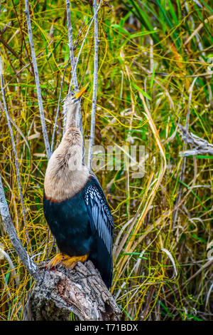 Una femmina grande Anhinga a Miami in Florida Foto Stock