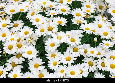 Fiore a margherita sfondo. Foto Stock