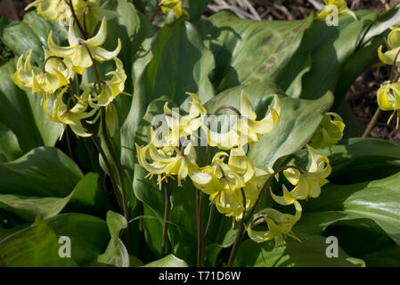 Erythronium "Pagoda' un giallo primavera fluente lampadina della famiglia Giglio in un ampio giardino ombreggiato, Berkshire, Aprile Foto Stock