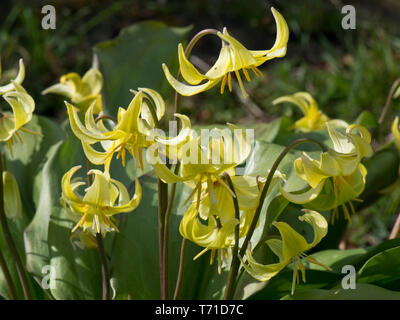 Erythronium "Pagoda' un giallo primavera fluente lampadina della famiglia Giglio in un ampio giardino ombreggiato, Berkshire, Aprile Foto Stock