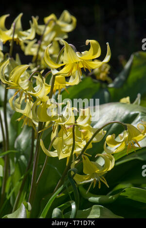 Erythronium "Pagoda' un giallo primavera fluente lampadina della famiglia Giglio in un ampio giardino ombreggiato, Berkshire, Aprile Foto Stock