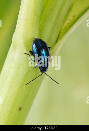 Verde metallizzato flea beetle (Altica sp.) adulto gregaria polyphagous jumping pesti di insetto, Berkshire, Aprile Foto Stock