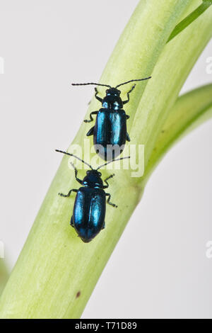 Verde metallizzato flea beetle (Altica sp.) adulto gregaria polyphagous jumping pesti di insetto, Berkshire, Aprile Foto Stock