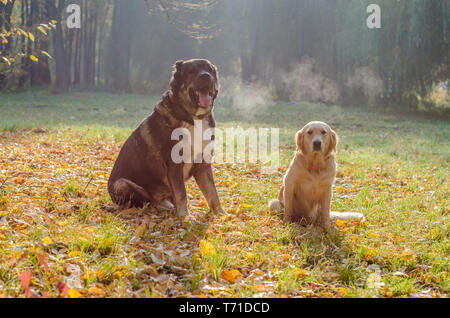 Razza di cani Golden Retriever e Pastore del Caucaso in una passeggiata nel parco. Foto Stock