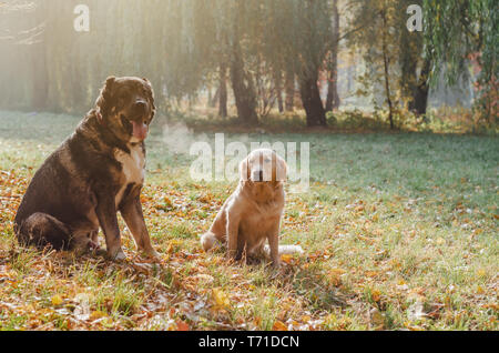 Razza di cani Golden Retriever e Pastore del Caucaso in una passeggiata nel parco. Foto Stock