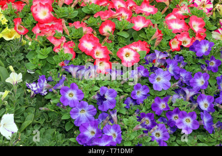 Sfondo di molti fiori chiamato nelle petunie Foto Stock