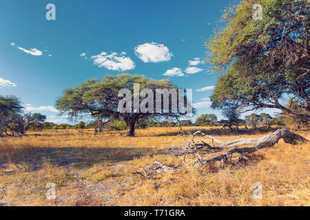 Moremi Game Reserve paesaggio, Africa deserto Foto Stock