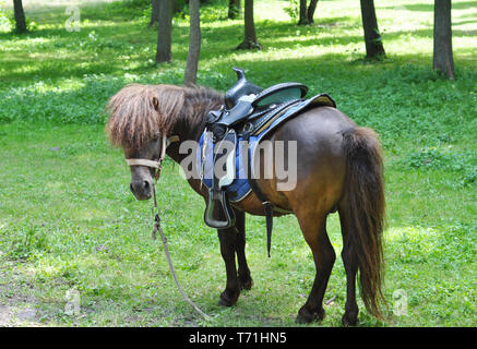 Bellissima pony con divertenti mandria. I pony. Pony cavallo sul pascolo di fattoria in una giornata di sole. Foto Stock