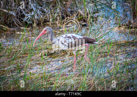 Un bianco immaturi Ibis in Everglades National Park, Florida Foto Stock